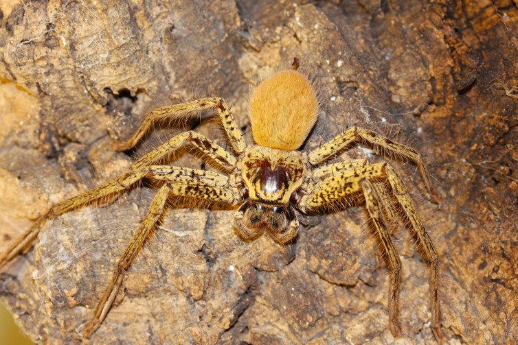 Huddle Together: Social Spiders and Their Myriad Guests