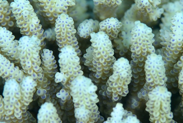 Coral Bleaching Crisis – National Geographic Education Blog