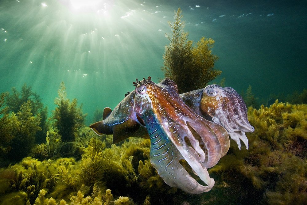 cuttlefish