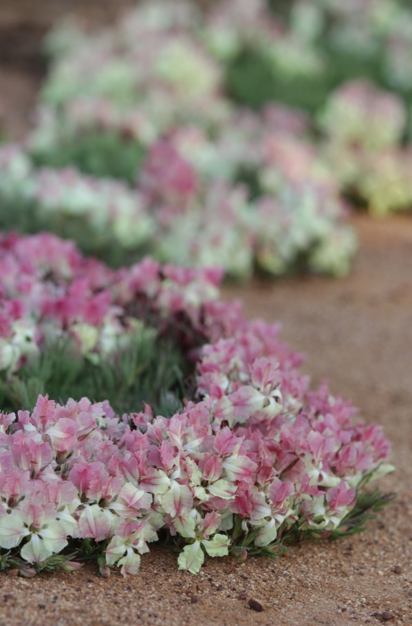 wildflowers