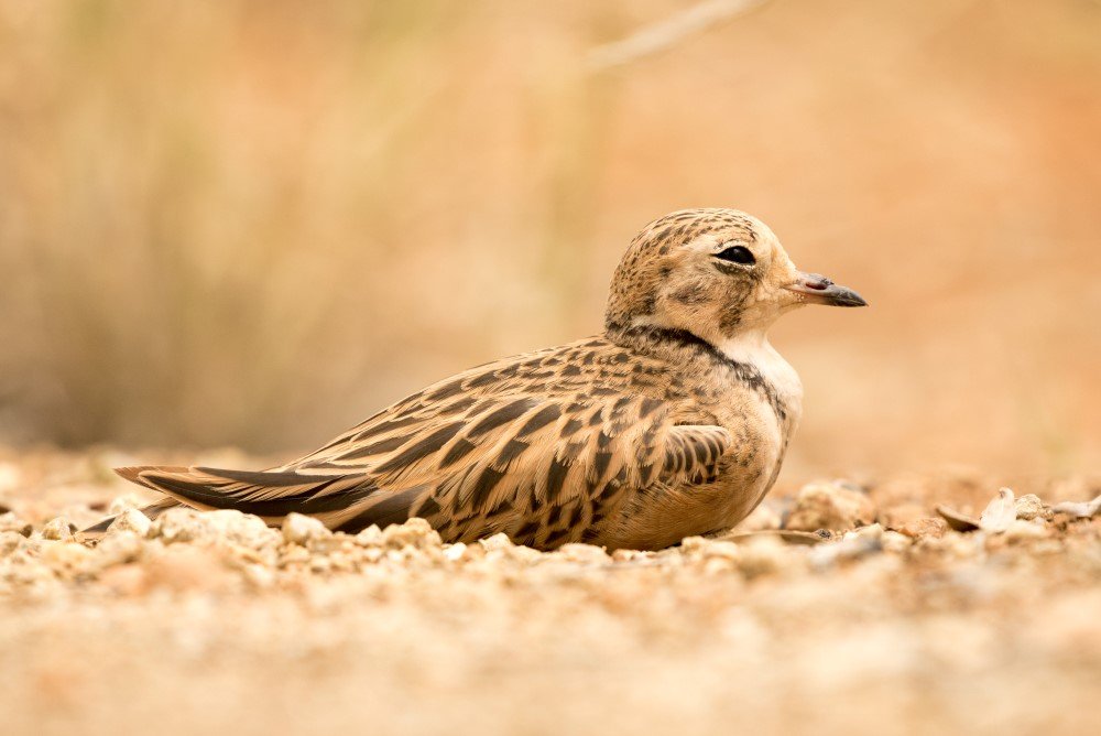 red centre bird watching