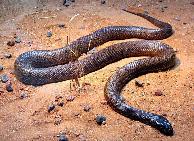 As serpentes mais mortíferas da Austrália em taipan interior's deadliest snakes inland taipan