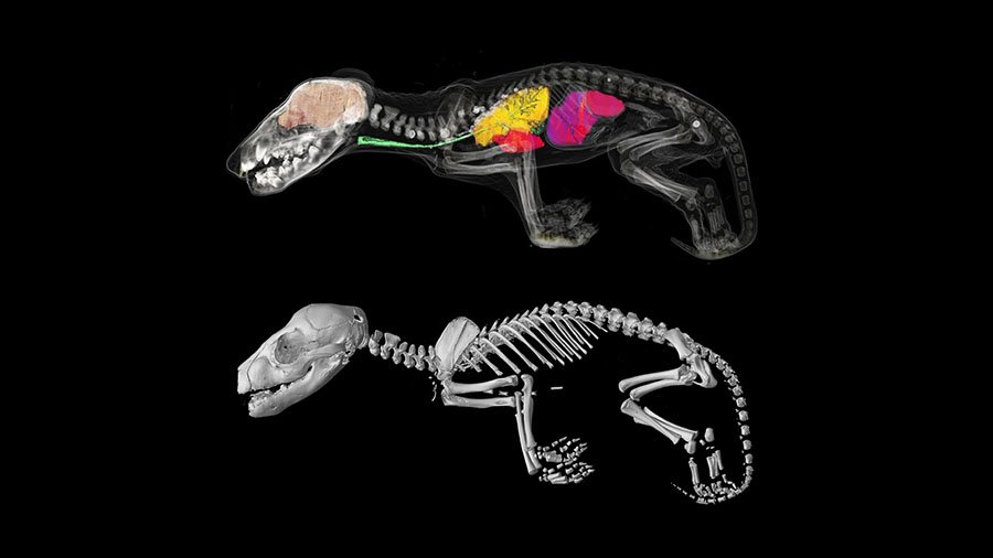 thylacine puch development