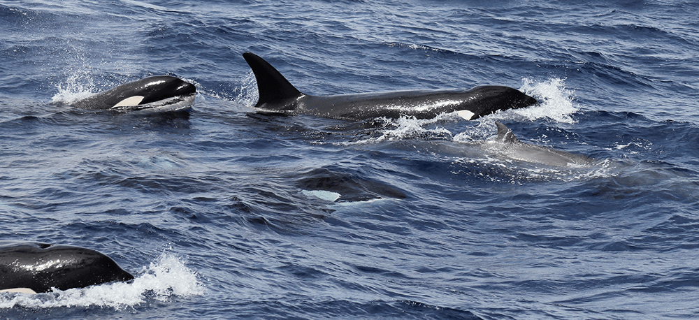 beaked whale killer whales
