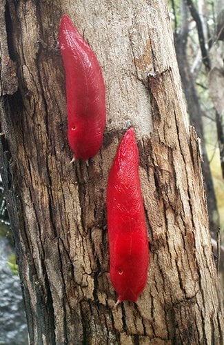 kaputar pink slugs