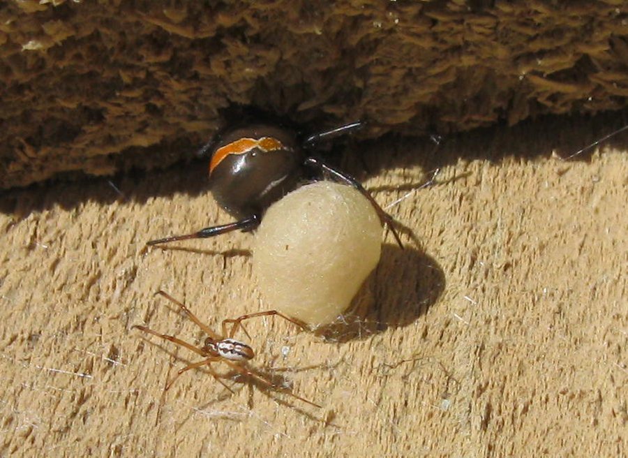katipo