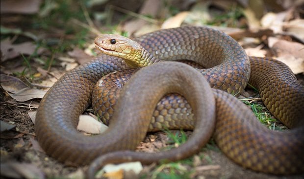 Sobra mulga mais mortífera da Austrália's deadliest snakes mulga snake