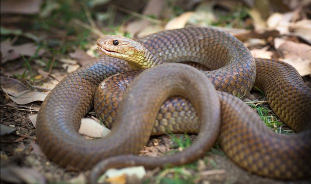 Dangerous Australian Snake Chart