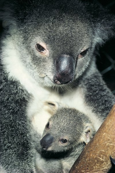 Four Ways to Celebrate Wild Koala Day