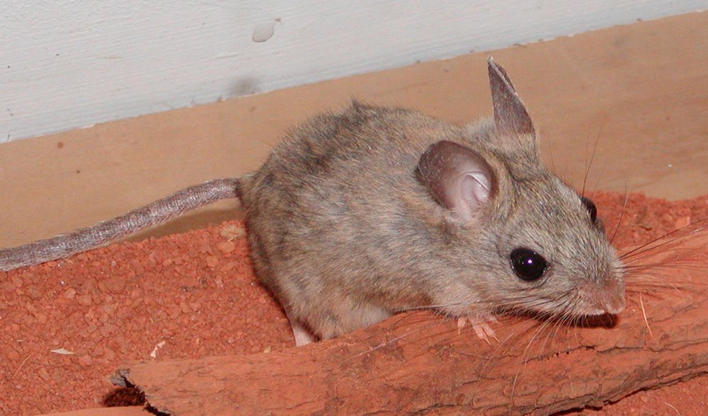 mouse