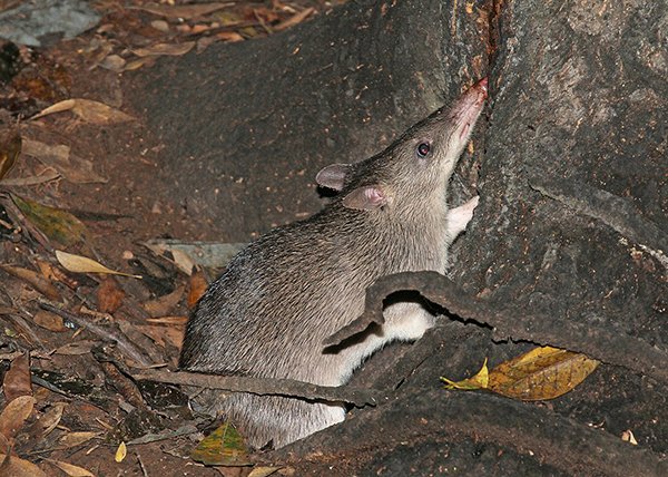 long-nosed bandicoot