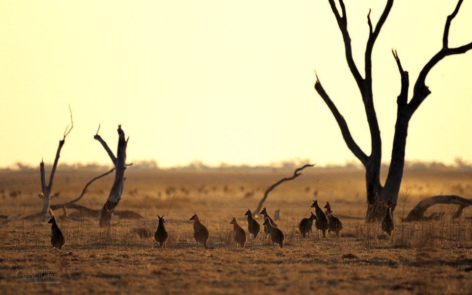 macquarie marshes