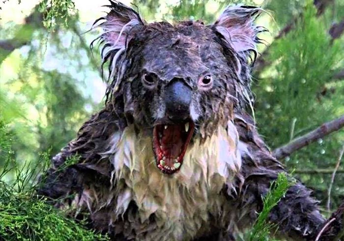 Australia's mythical creatures - Australian Geographic