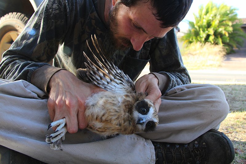 boobook owl