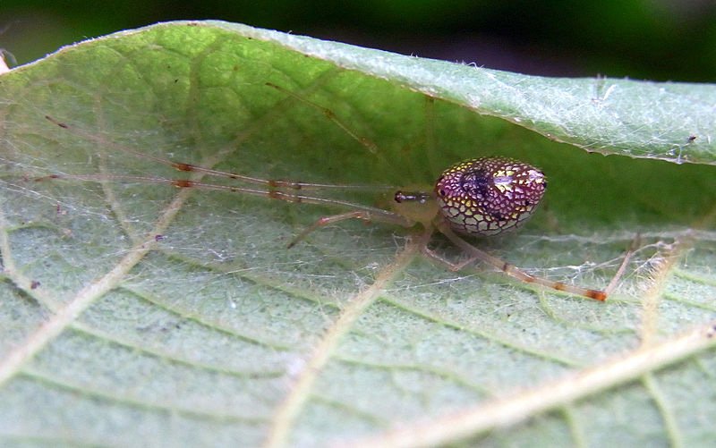 mirror spider