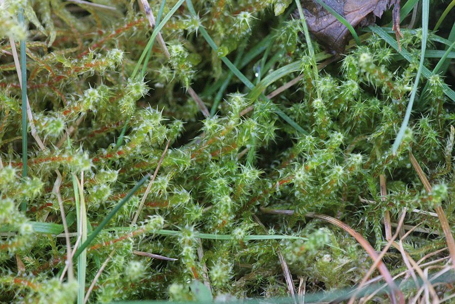 springy turf-moss