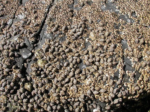 mulberry whelk