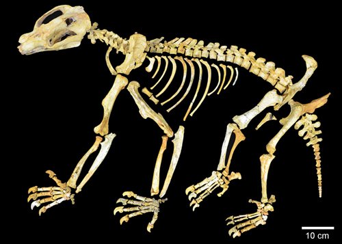 Skeleton of extinct wombat-like tree dweller known as <EM>Nimbadon lavarackorum</EM>“><br /><em>Skeleton of extinct wombat-like tree dweller known as </em>Nimbadon lavarackorum.</center></p>
<p><p>But Karen says the team also found some highly unusual characteristics. The <em>Nimbadon</em> had relatively short hind limbs, suggesting it may have hung from branches like a sloth or orangutan.</p>
<p>The marsupial also sported a unique bulbous snout. “Maybe it was detecting rainforest fruits with its big nose, so it possibly could have played a role as a large seed disperser in Australia’s rainforest, which no living marsupial in Australia does,” Karen says.</p>
<h2>Fossils reveal Australian fauna evolution</h2>
<p>It is believed the <em>Nimbadon</em> died out about 15 million years ago. It was around this time that Australia’s rainforests began to recede, gradually being replaced with drier landscape.</p><div class='code-block code-block-11 ai-viewport-3'>
<div class=