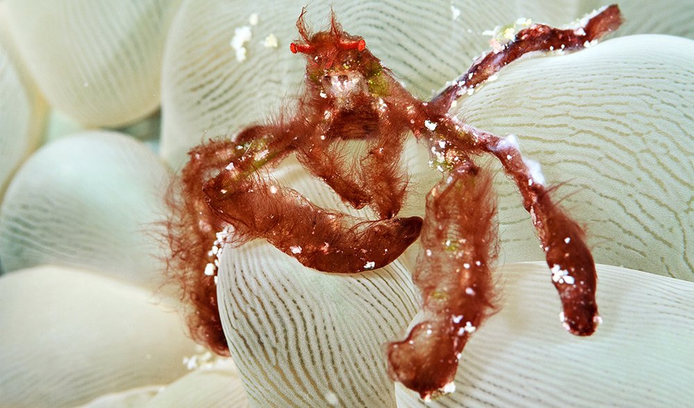 orangutan crab