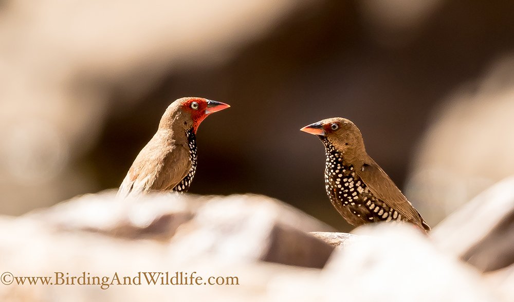 red centre bird watching