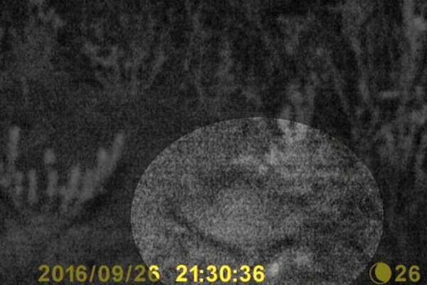 night parrot