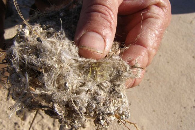 night parrot feather