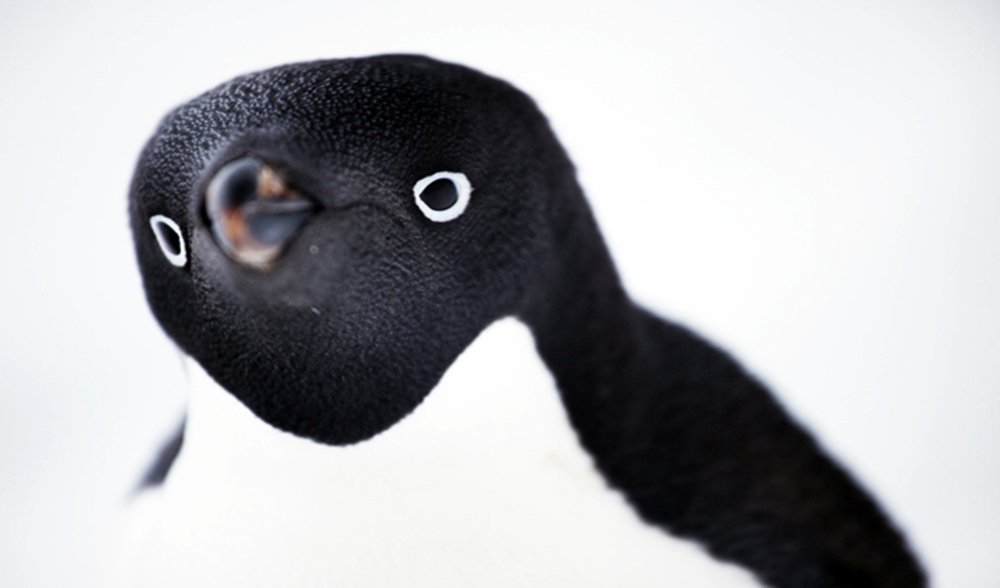 adelie penguins