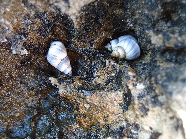blue periwinkle