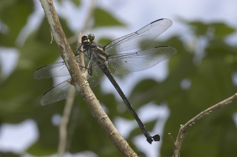 The Black Dragon Fly