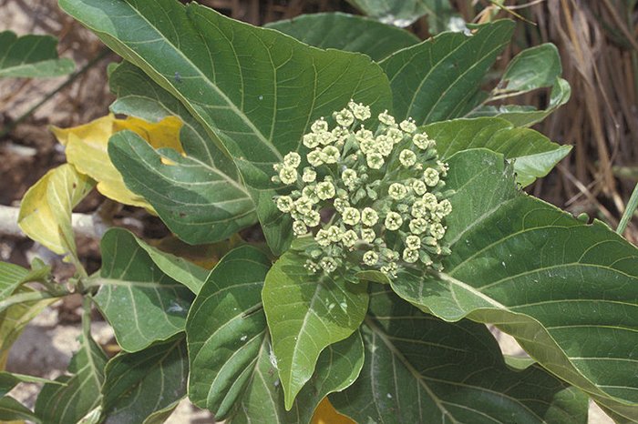 pisonia treet