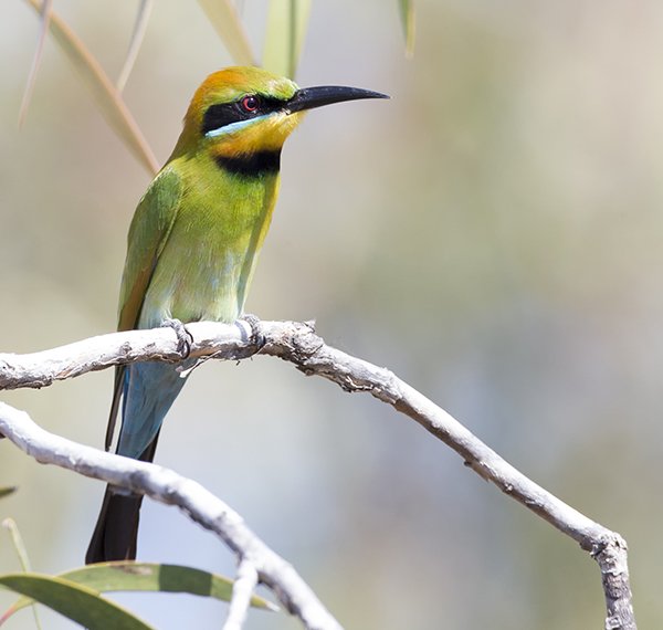 Rainbow bee-eater