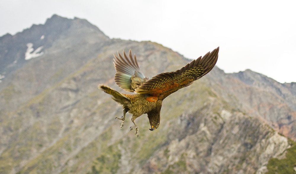 playful kea
