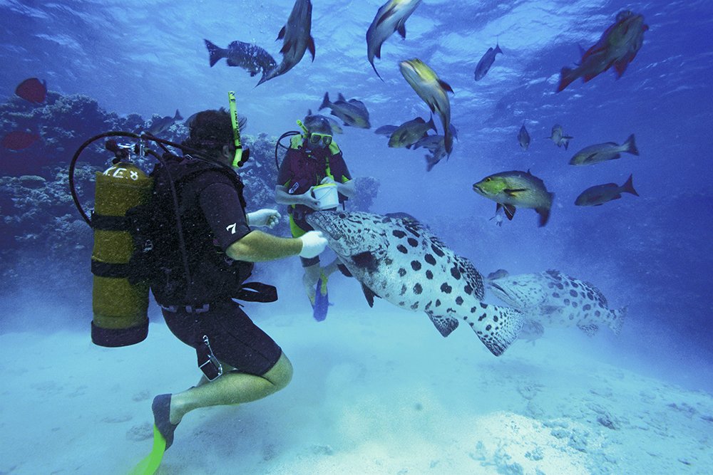 scuba diving