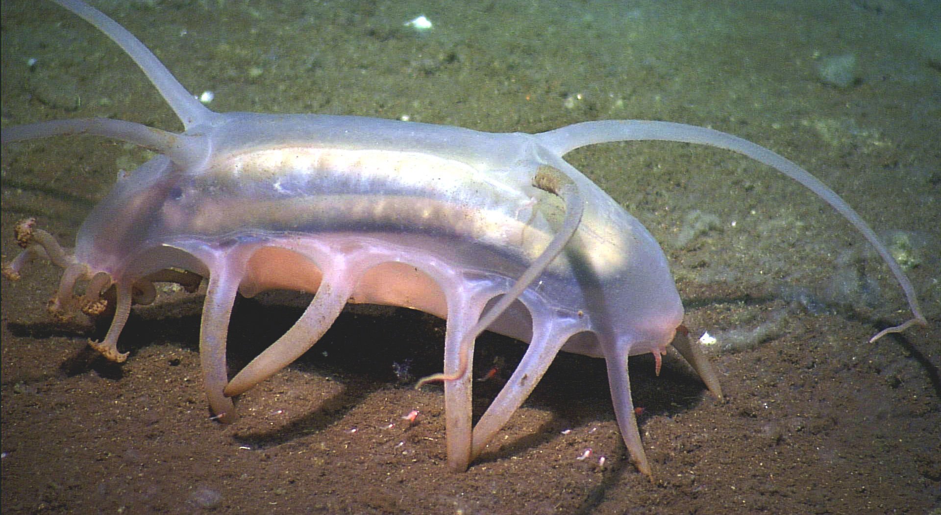 sea pig