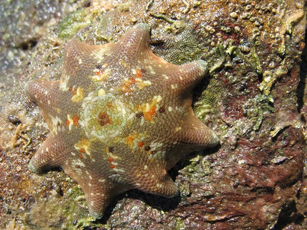 cushion seastar
