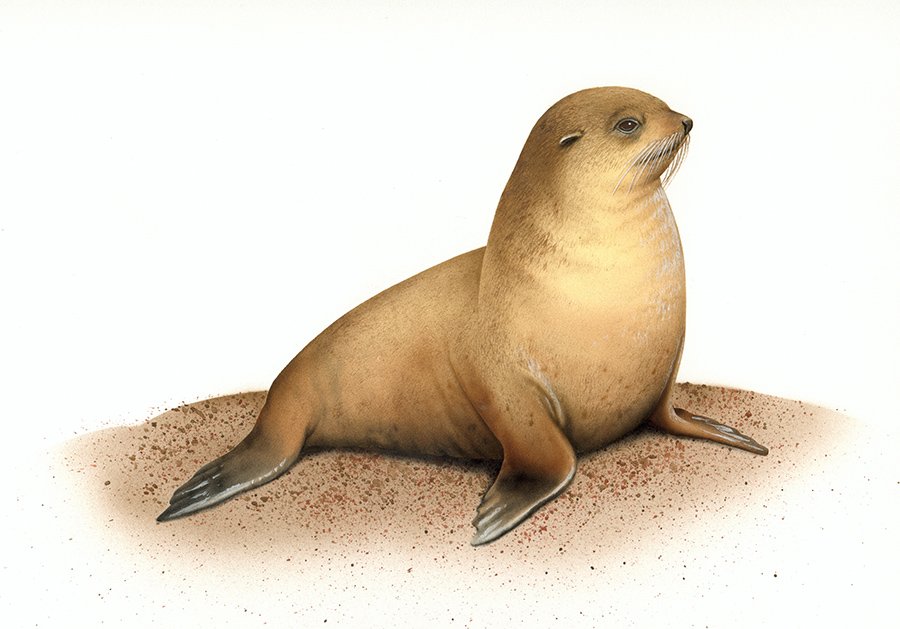 subantarctic fur seal