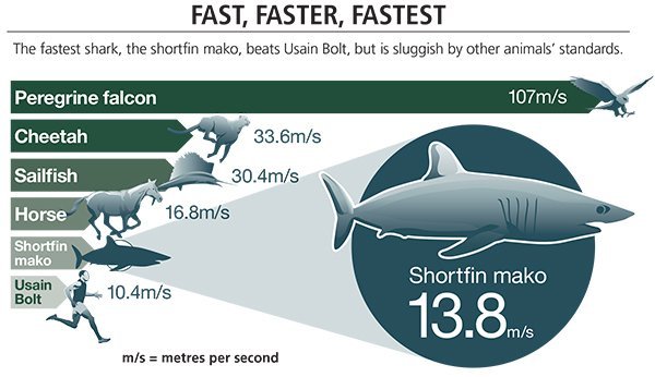 Tiger Shark Weight Chart