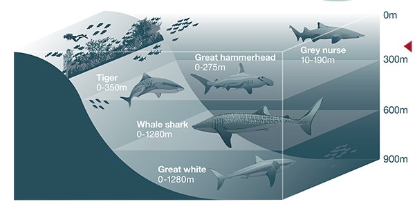 Nurse Shark Size Chart