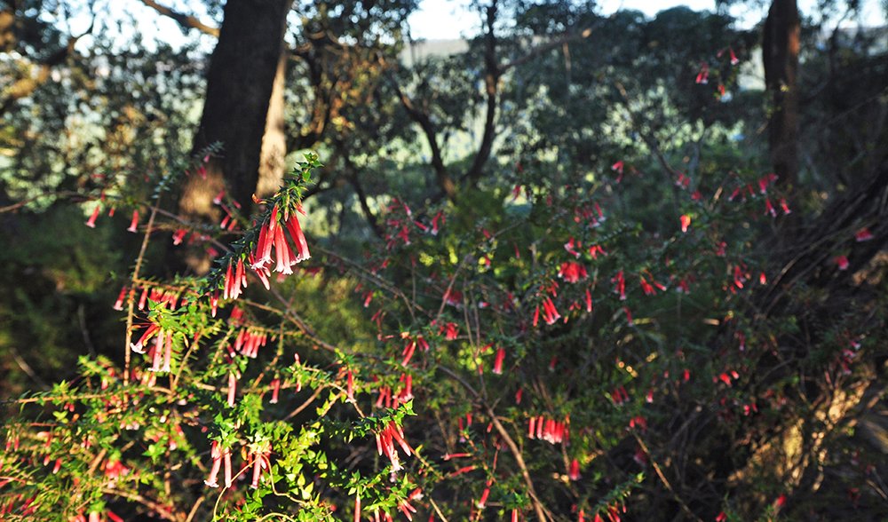 drawing room rocks shoalhaven