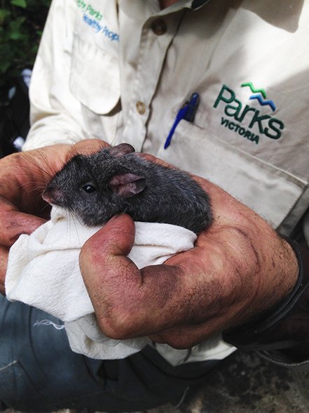 Smoky mouse parks Victoria
