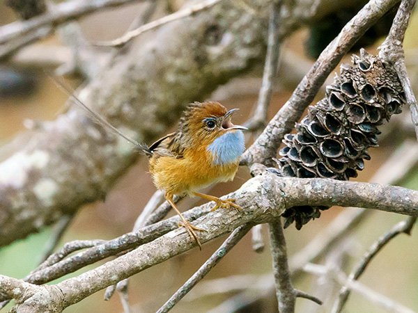 Mount Lofty Ranges southern emu-wren