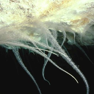 Nullarbor cave slimes