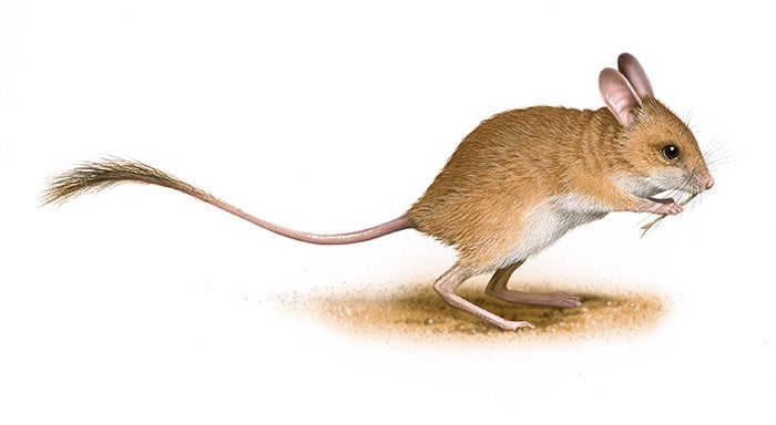 Spinifex hopping mouse
