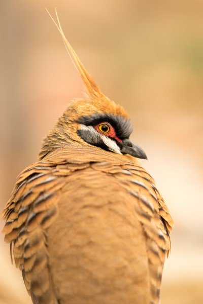 red centre bird watching