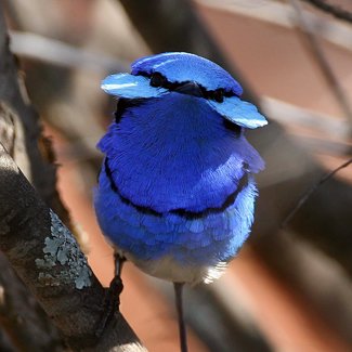 blue fairy wren