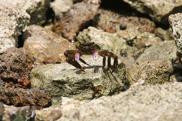 swift footed crab