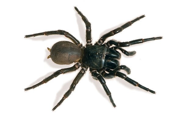 Australian spiders 10 most dangerous funnel-web