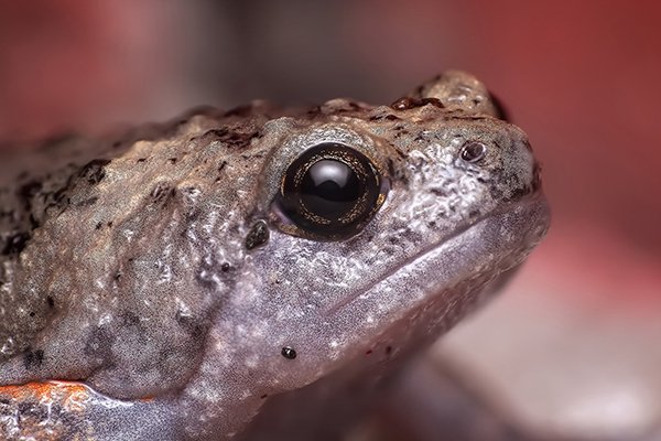 tadpoles