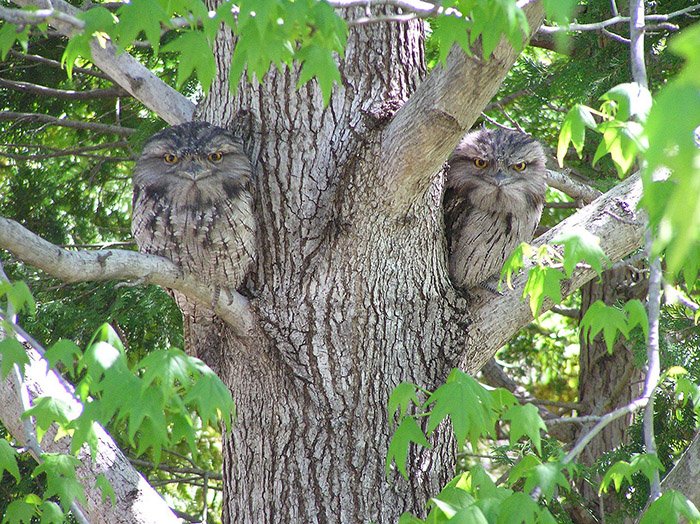 tawny frogmouth