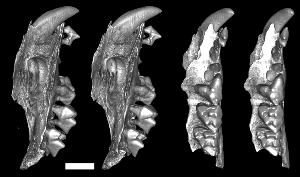 new marsupial species fossils